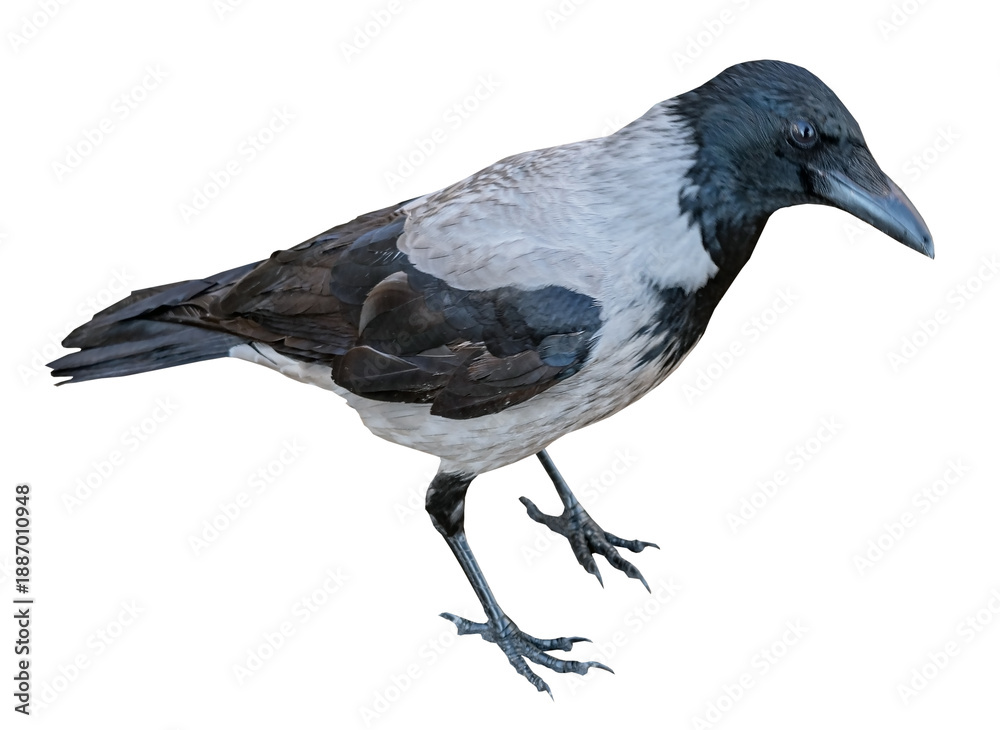 Obraz premium a big and beautiful gray and black crow