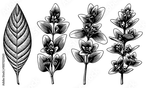 Botanical Illustration Set Featuring Leaf and Flower Stems in Detailed Art