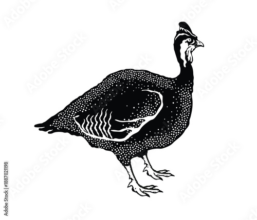 Vector illustration of a guinea fowl