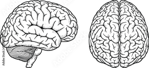 Detailed human brain anatomy line art illustration showing side and top views isolated on white background for medical education, neuroscience research, biology study, and healthcare reference