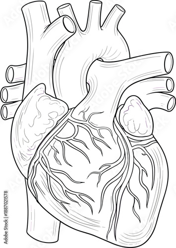 Detailed human heart anatomy line art illustration isolated on white background, showing cardiovascular structure, arteries and veins for medical education, healthcare design, biology, and science