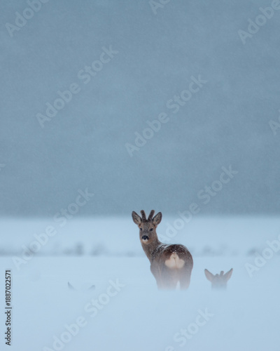 stado saren na zimowym polu 