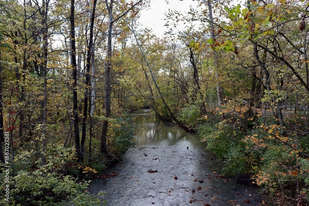 Fototapeta premium The creek in the woods on a cloudy fall day.