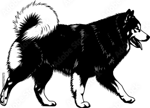 Black and white husky or malamute dog illustration in profile view, design for pet care logos, veterinary clinic signage and animal breeding club graphics. Transparent background EPS version.