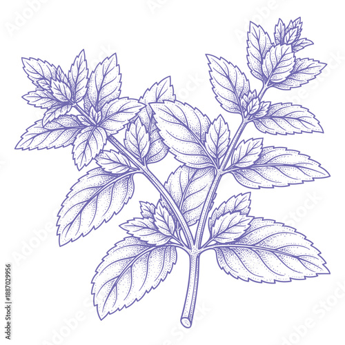 Purple line art peppermint herb plant drawing with detailed leaf texture vector illustration style