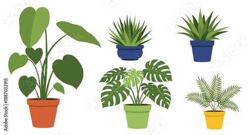 A collection of various potted indoor plants with different leaf shapes