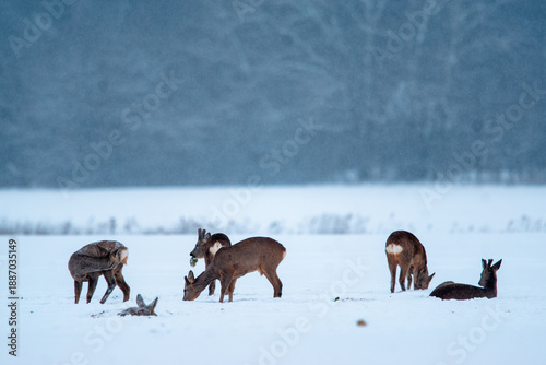 stado saren na zimowym polu 