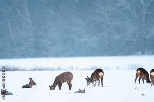 stado saren na zimowym polu 