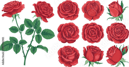 rose hand drawn illustrations for greeting card and print
