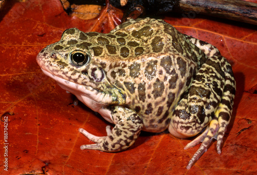 Tableau sur toile Crayfish frog, Lithobates areolatus