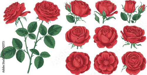 rose floral design elements isolated flowers buds and leaves