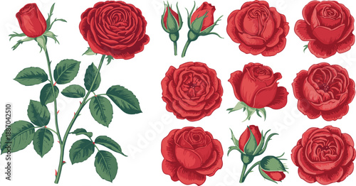 rose vector illustration set red roses buds stems leaves