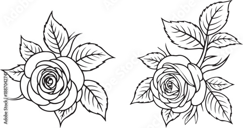 rose detailed linework botanical sketch rose pair