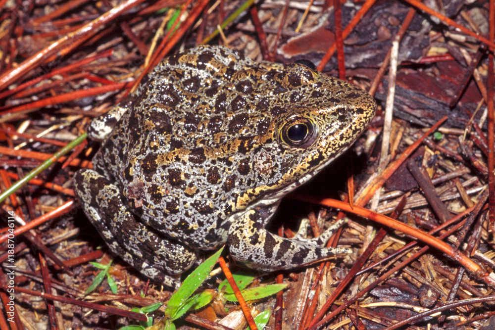 Fototapeta premium Mississippi Gopher Frog, Lithobates sevosus.