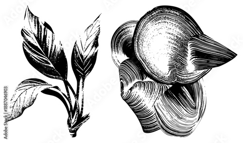 Stylized Botanical Leaves and Vector Illustration