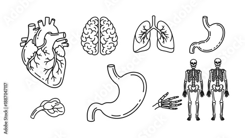 Detailed anatomical illustrations of human organs including heart, brain, lungs, stomach, and body structures from a medical viewpoint