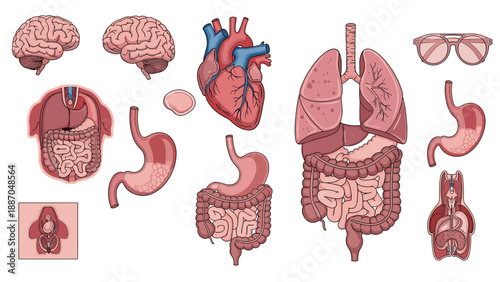 Comprehensive medical illustration showing various human internal organs including the brain, heart, lungs, stomach, and digestive system.