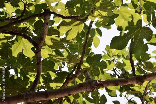 Summer landscape. A subtropical deciduous plant of the genus Ficus, family Mulberry.