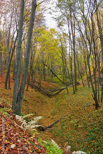 Picturesque autumn landscape. Forest with yellowed trees and fallen leaves. Rock in the autumn forest