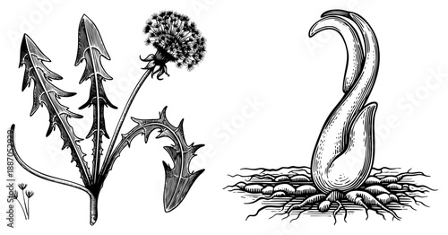Dandelion Plant with Seed Head and Root System Illustrated