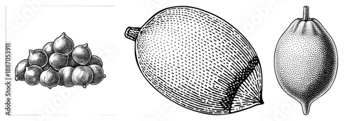 Vintage Engraved Illustration of Hazelnuts, Loquats, and Quinces in Halftone Style