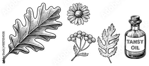 Herbal Botanical Illustration Set Featuring Tansy Oil and Oak Leaf