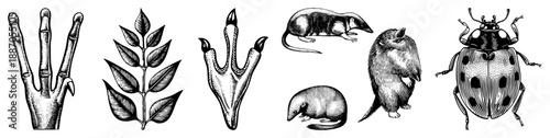 Vintage Engraved Illustrations of Animal Feet and Insects