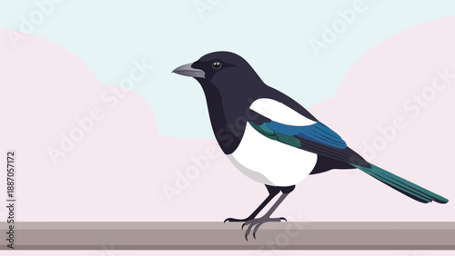 A black and white bird with blue iridescent wings sits on a branch
