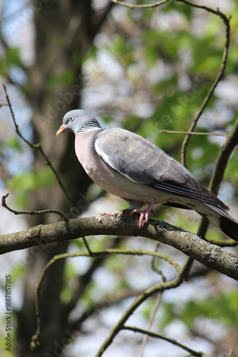 a turtle dove basks in the first spring sun