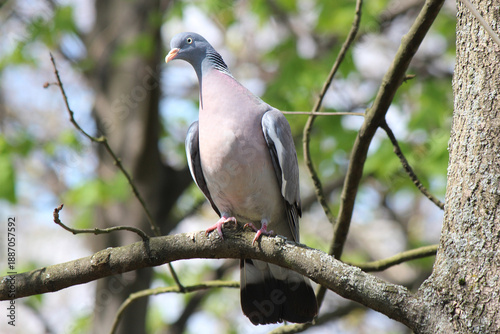 a turtle dove basks in the first spring sun