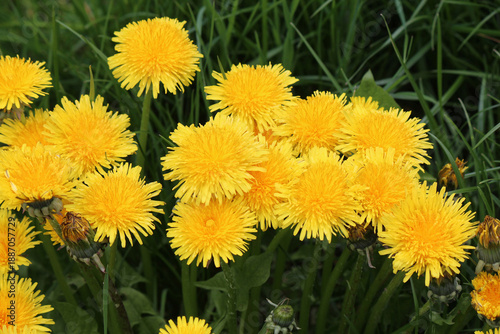 bright colors of early spring