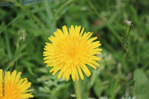 bright colors of early spring