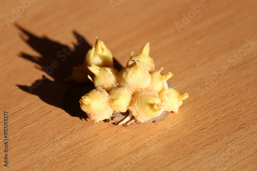 a wonderful, original look of potatoes sprouting in the warmth
