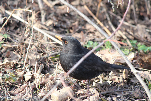 a rook searches for food among fallen leaves