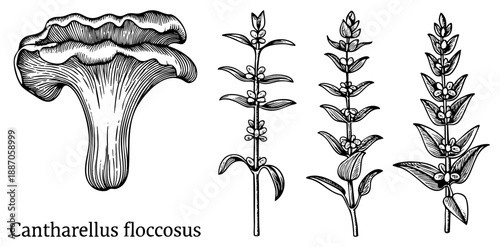 Cantharellus floccosus Mushroom and Herbaceous Plants Illustrated