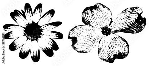 Vintage Halftone Illustration Featuring Daisy and Dogwood Blossoms