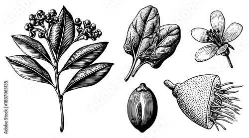 Botanical Illustration Set Featuring Leaves, Flower, Seed, and Fruit in Detailed Art