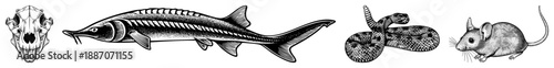 Vintage Illustration of Four Wildlife Species Skull, Sturgeon, Snake, Mouse