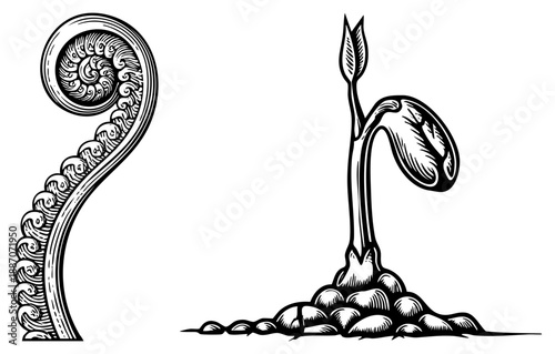 Ornamental Fern Frond and Sprouting Seedling in Black Art