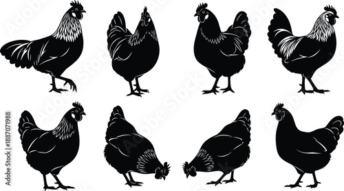 Collection of black hen and chicken silhouettes in multiple farm poses isolated on white background for rustic design use