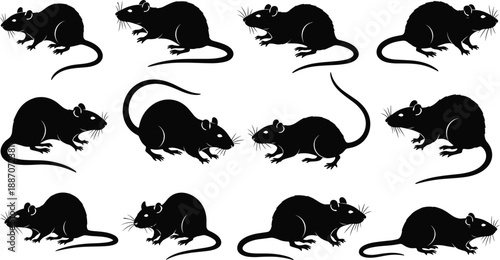 Set of black rat silhouettes showing various rodent poses isolated on white background for wildlife, pest control, and scientific design use