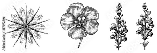 Vintage Botanical Illustration of Four Detailed Flower Species