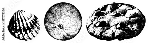 Three Halftone Sea Scallop, Sand Dollar, and Starfish