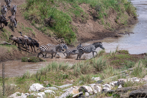 A large stream of wildebeest across the Talek river. Masai Mara, Kenya