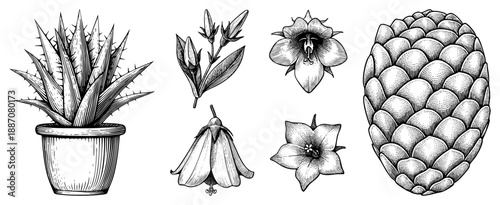 Botanical Illustrations of Succulent, Flowers, and Pinecone in Vintage Engraved Style