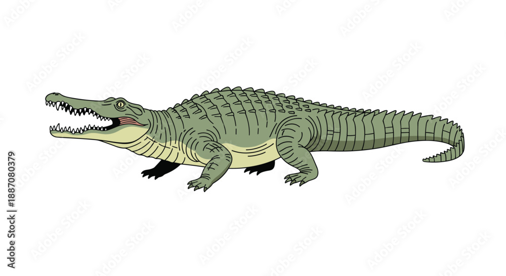 Fototapeta premium A detailed and realistic hand-drawn illustration of a gharial crocodile with its long, thin snout open, isolated on white.