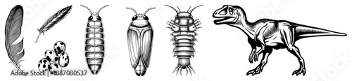 Vintage Illustration of Feathers, Insects, and Dinosaur in Black and White
