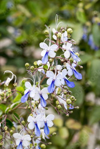 Beautiful Blue Butterfly Bush (rotheca myricoides) flowers.