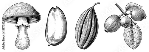Vintage Botanical Illustration of Four Edible Fungi and Seeds