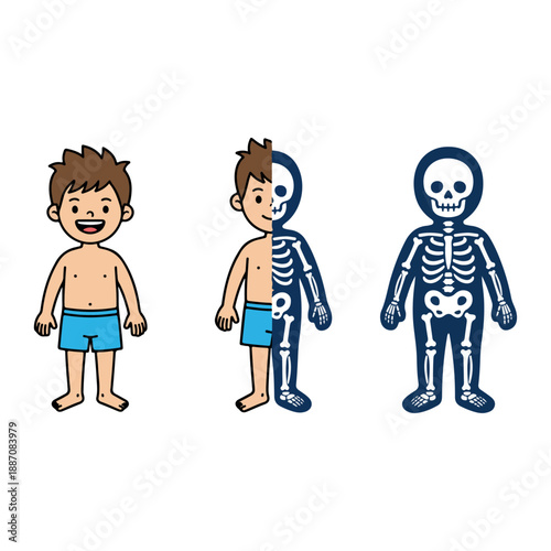 Human body and skeleton anatomy for educational purposes.
